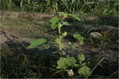 Hibiscus lunariifolius
